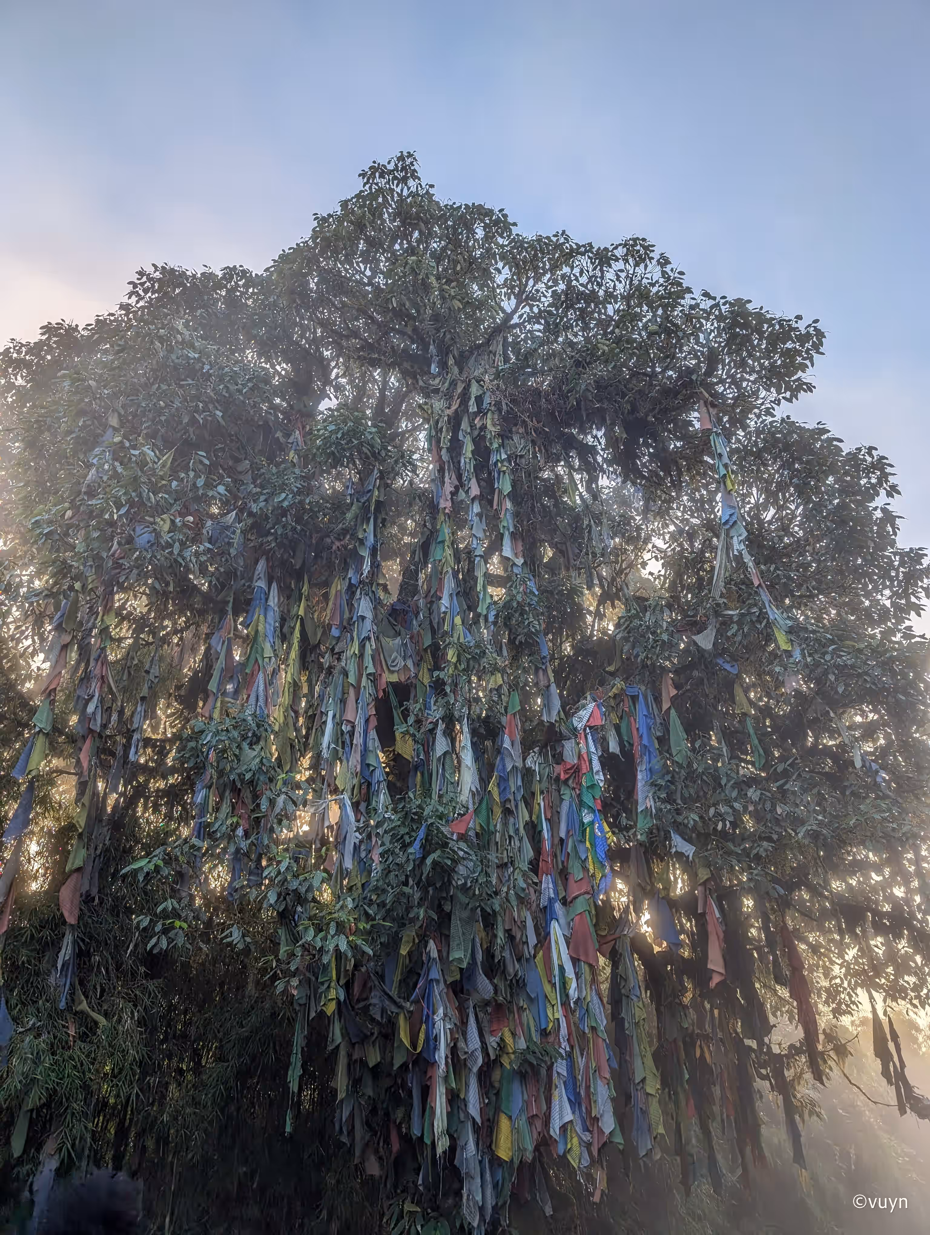 Darjeeling, West Bengal - 17
