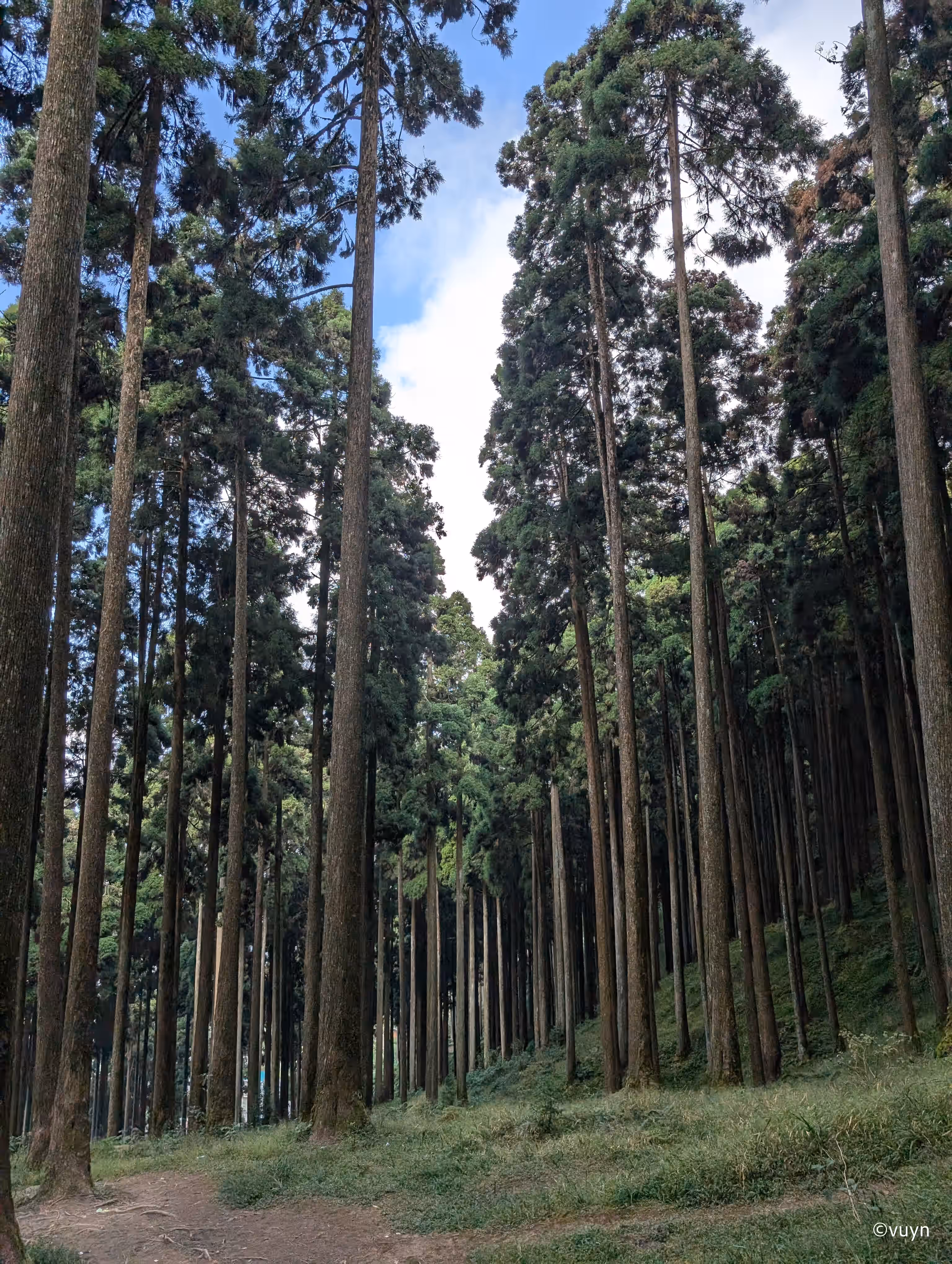 Darjeeling, West Bengal - 21